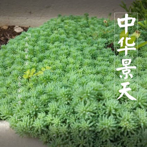 中华景天薄雪万年草常青耐旱多肉植庭院假山绿化花镜地铺草坪植物 - 图0