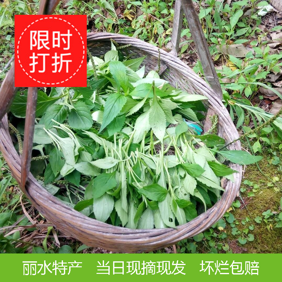 苦菜新鲜苦叶菜浙江丽水败酱草食用野生苦野菜苦斋婆当日现摘现发 - 图1