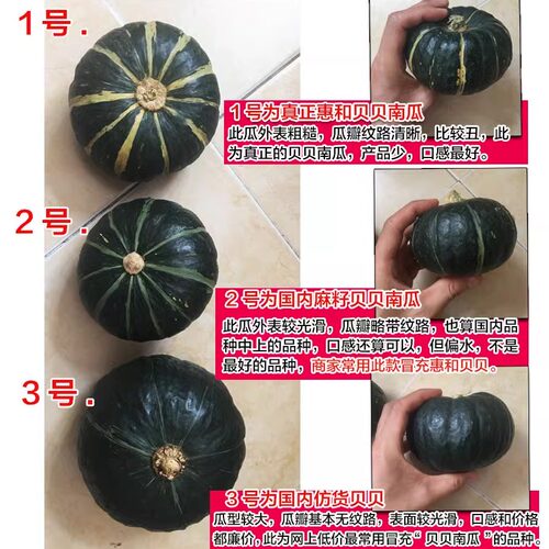 新瓜~缅甸正宗日本惠和一号真贝贝小南瓜新鲜板栗味软糯香甜宝宝 - 图1