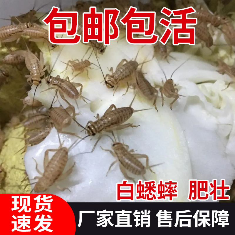 白蟋蟀蛐蛐活体饲料蟋蟀活物宠物活体口粮养殖用活体饲料大量 - 图2