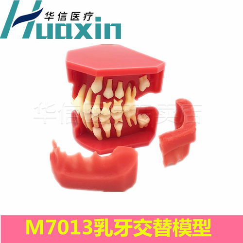 牙齿模型口腔教学假牙模型正畸模牙科种植修复练习乳牙牙齿模型 - 图2