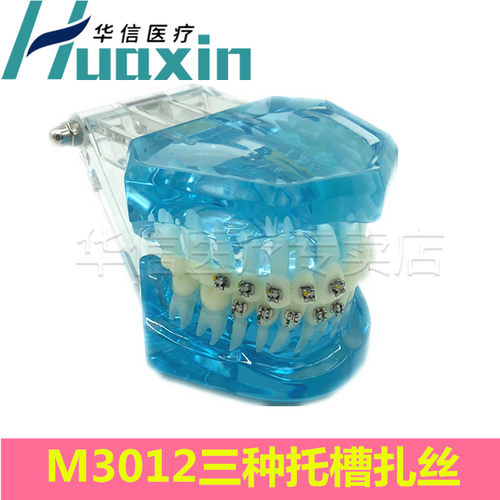 牙齿模型口腔教学假牙模型正畸模牙科种植修复练习乳牙牙齿模型 - 图3