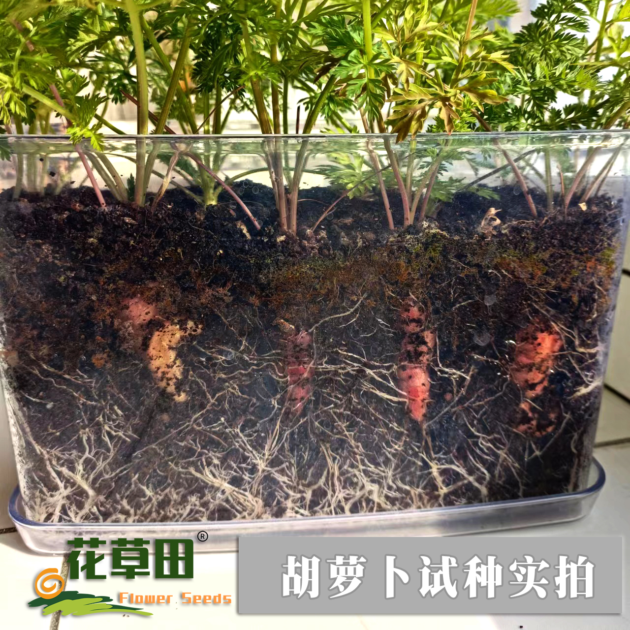 透明根系观察种植套装小学科学课幼儿园向日葵花种子番茄蔬菜四季 - 图1