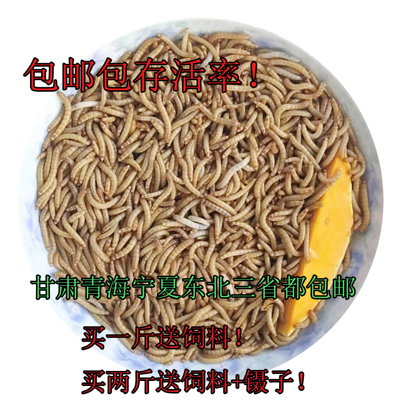 黄粉虫活体鲜活虫面包虫活虫留种500g龟鸟食大麦虫活体养殖包邮-图0