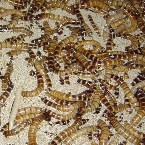 大麦虫活虫500g鲜活面包虫黄粉虫金龙鱼饲料活体画眉鸟八哥食虫子 - 图0