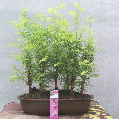 Listen To The Rain Smells Winter Deciduous Metasequoia Bonsai Plants Potted Flowers Office Home Living Room