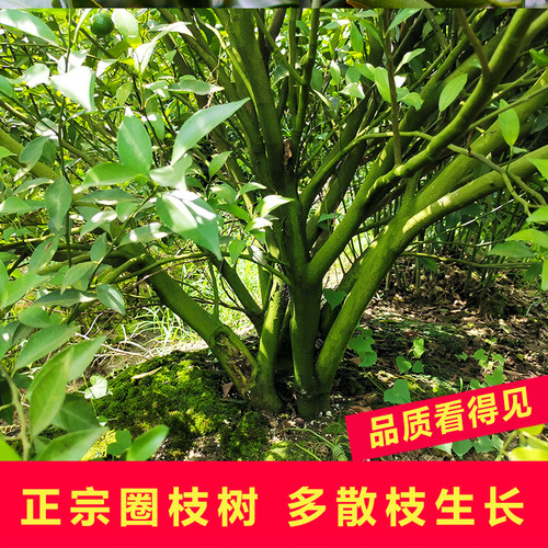 新会天马新鲜小青柑圈枝陈皮东甲二红皮大红皮鲜果果皮桔子皮柑果 - 图1