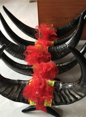 精品黑水牛角牛头挂件摆件对角原始整只真原料工艺品舞台演出道具