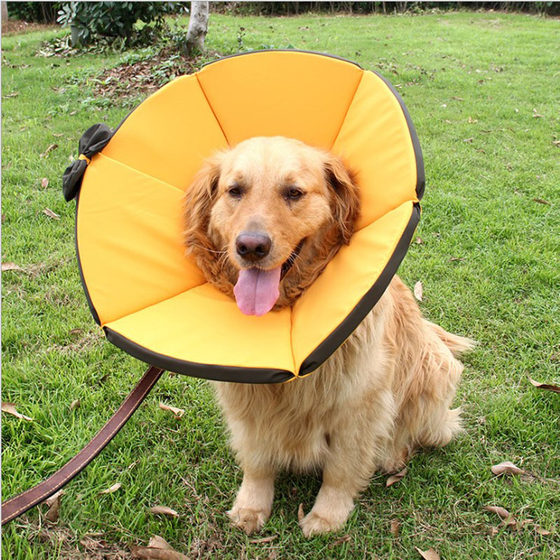 Elisabeth Circle Golden Retriever Anti-Licking Teddy Kitten Neutered