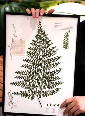 简约木质相框干花果实植物DIY手工标本框压花挂墙装饰画框相框