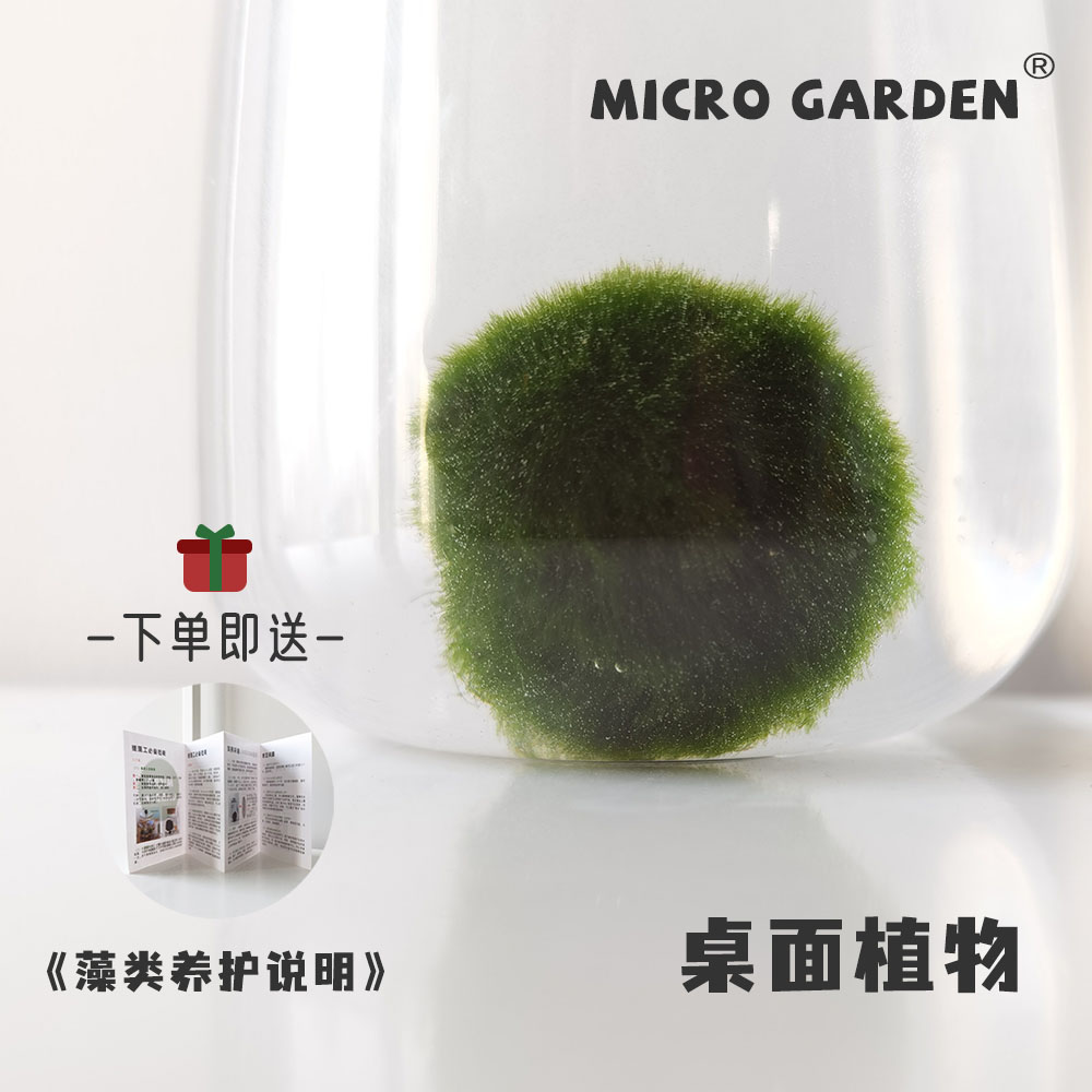 桌面小宠物马里莫海藻球生态瓶水藻球水培植物微景观工位创意礼物-图1