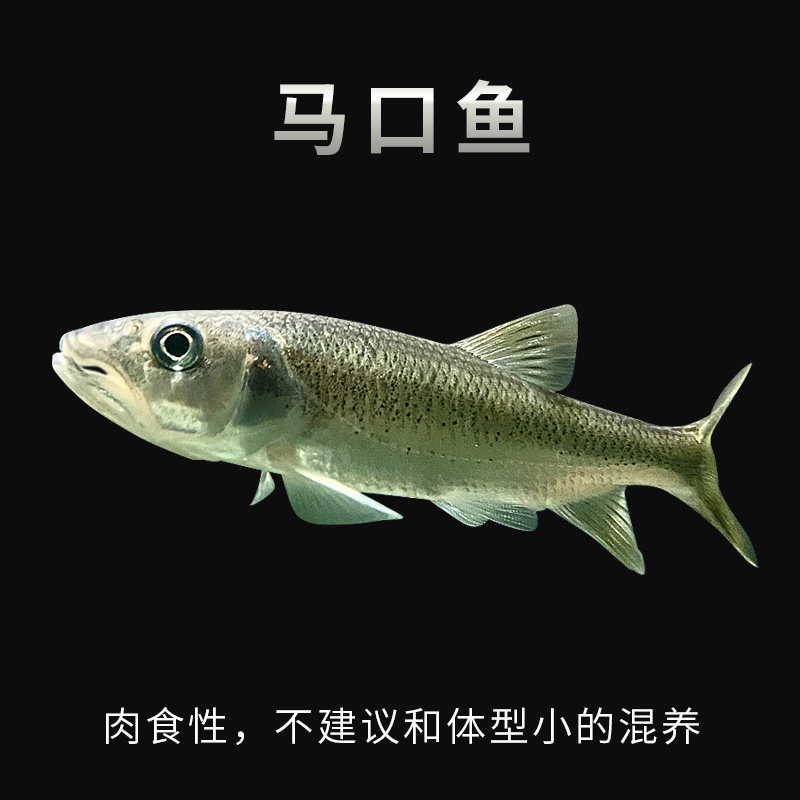 马口鱲原生小型河鱼长鳍鱲冷水淡水不加温观赏鱼活体桃花溪流花杈_虎窝淘