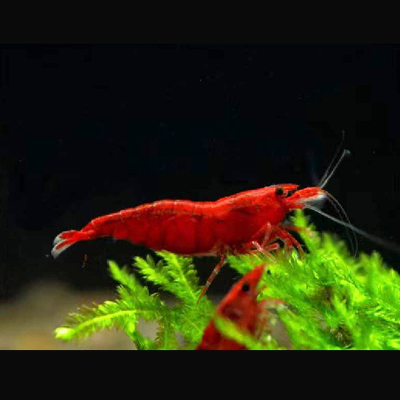 大和藻虾珍珠虾除丝藻除黑毛大河藻虾工具虾除藻能力极强观赏虾 - 图0