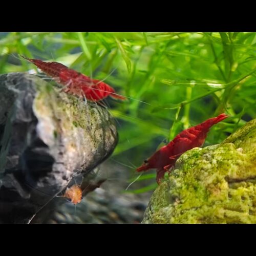 极火虾活体观赏虾淡水鱼缸除藻工具虾樱花虾米水晶虾极火虾小宠物 - 图2