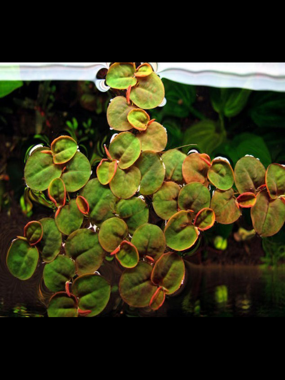 浮萍水草浮性草除NO3净化水质水芙蓉红毛丹圆心蝴蝶迷你叶小圆叶 - 图1