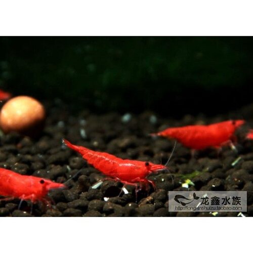 极火虾活体观赏虾淡水鱼缸除藻工具虾樱花虾米水晶虾极火虾小宠物 - 图1