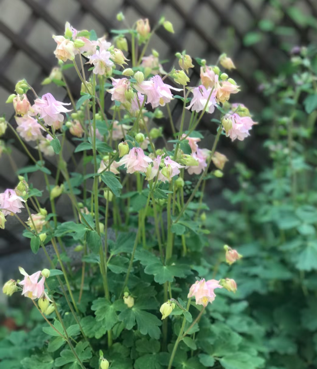 耧斗菜花苗庭院植物阳台花卉耐寒四季开花多年生观花72穴盘苗 - 图0