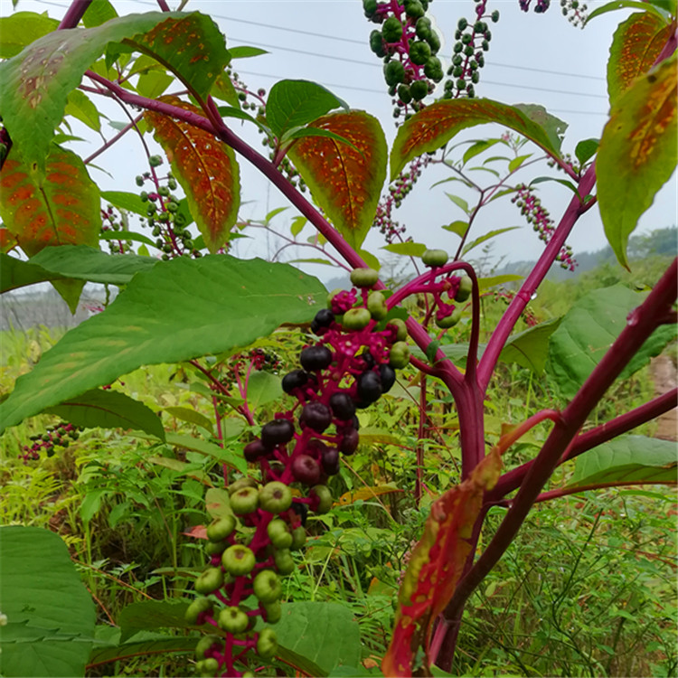 纯天然新鲜商陆500克 见肿消章柳根牛大黄山红人参新鲜中药材现挖 - 图1