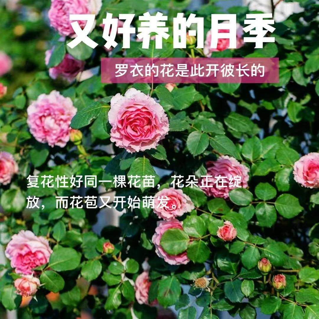 无刺爬藤蔷薇花罗伊浓香特大花四季藤本勤开月季罗衣庭院阳台花墙,淘宝优惠券,粉丝福利购,淘宝优惠卷