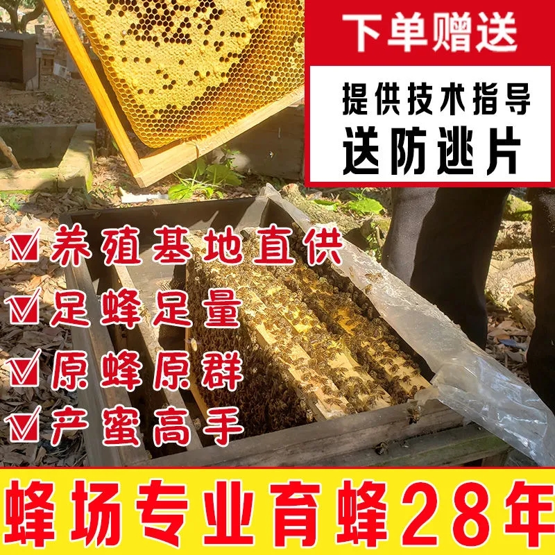 包邮蜜蜂中蜂蜂群中蜂中华蜂养殖带箱带新开产蜂王带子脾蜜蜂活群 - 图1