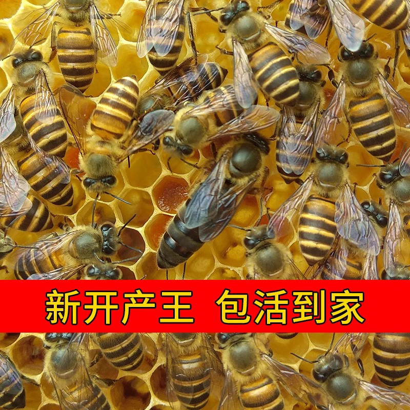 中蜂蜂王高产卵高采蜜伏牛蜂王阿坝蜂王双色蜂王土蜂蜂王金坝王 - 图0