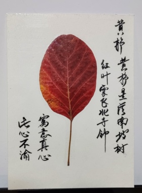 黄栌红叶干树叶画天然干树叶手工书签干花创意材料摄影道具幼儿园