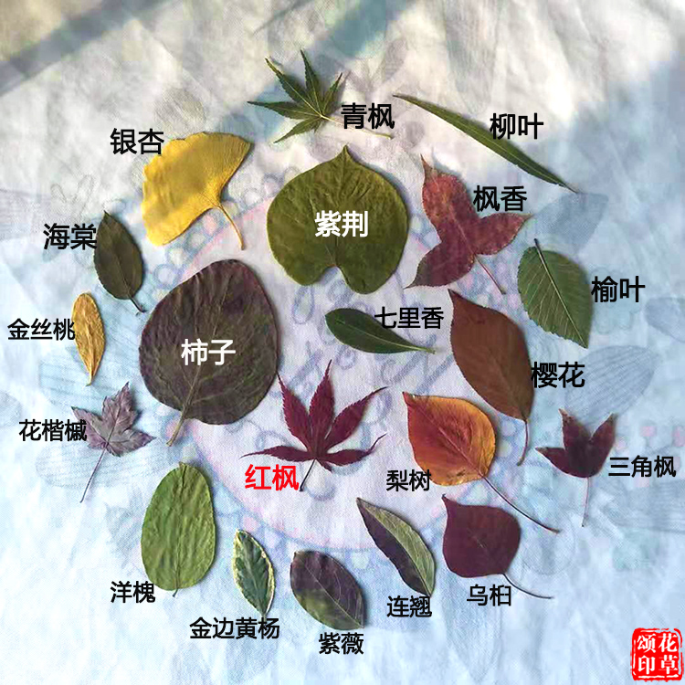 天然干花真树叶植物标本幼儿园diy手工贴画材料押花叶子装饰橱窗 - 图0