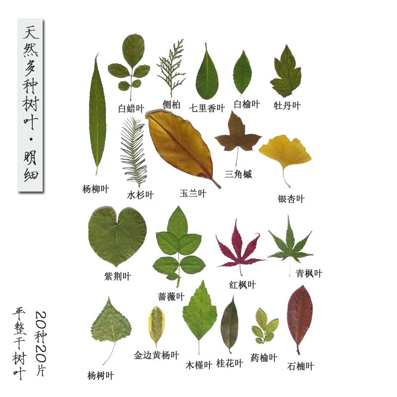 天然干花真树叶植物标本幼儿园diy手工贴画材料押花叶子装饰橱窗 - 图1