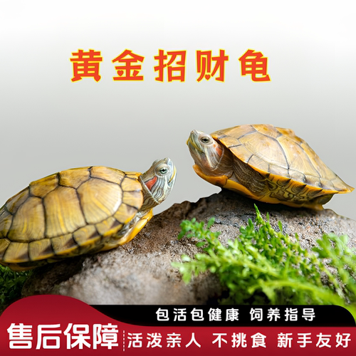 观赏小乌龟活物杂食半水栖家养长寿龟宠物龟苗来招财巴西龟长命龟 - 图1