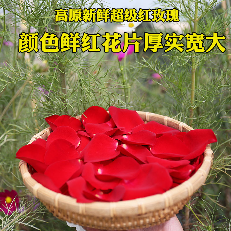 新鲜红玫瑰花瓣婚庆生日装饰婚房布置求婚表白结婚撒花泡澡真花片 - 图0