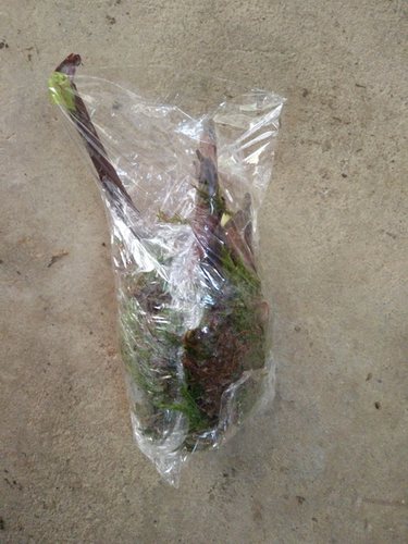 蕉芋绿化紫叶美人蕉花池花卉庭院绿植室外植物观叶带芽多年生蕉藕 - 图2