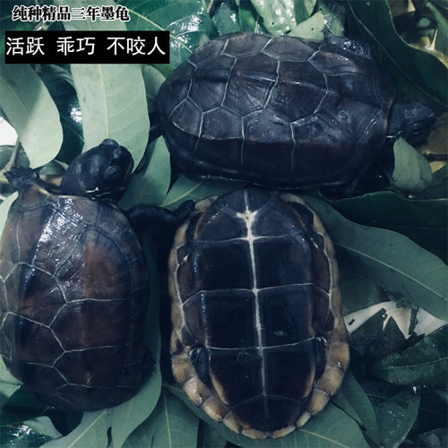 墨龟全黑活体宠物龟中华草龟公品种纯观赏龟不咬人长寿龟正宗墨龟 - 图1