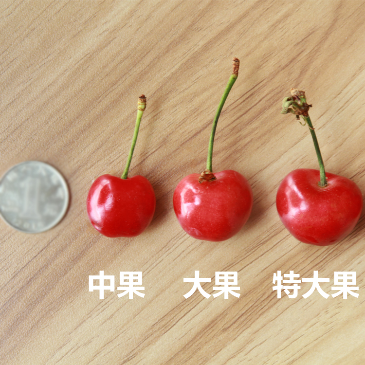 脆又甜樱桃园现货美早大樱桃四川汶川车厘子新鲜水果包邮孕妇甜大红灯带箱5斤2