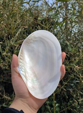 天然抛光单片光亮白珍珠贝壳蚌壳鱼缸造景拍摄道具果盘餐具菜盘