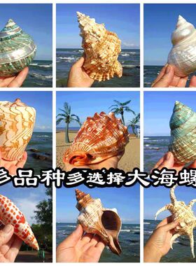 超大赤旋螺羊角螺听海声天然海螺贝壳鱼缸水族造景家居摆件大海螺
