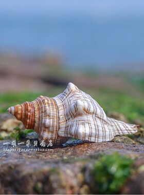 天然赤旋螺号角海螺壳查超大海螺贝壳工艺品摆件家居饰品装饰品