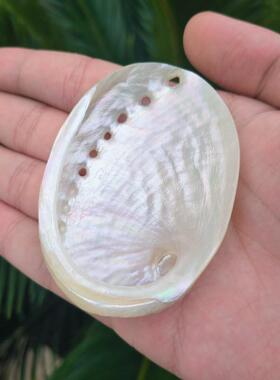 天然海螺白色抛光圆鲍鱼壳水族鱼缸造景创意家居橱窗拍摄道地中海