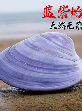 天然海螺贝壳彩蛤紫色粉色