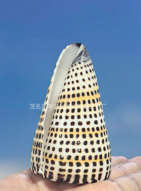 白色玉米螺密码芋螺鱼缸装饰品造景摆件收藏天然的海螺贝壳海螺壳