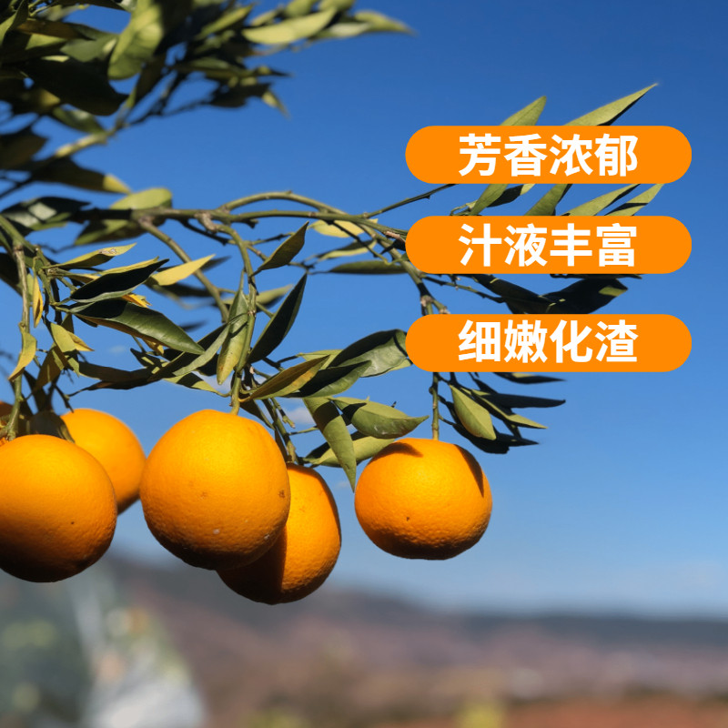 正宗雷波脐橙当季水果整箱10斤新鲜非冰糖甜橙20果冻橙赣南脐橙_虎窝淘