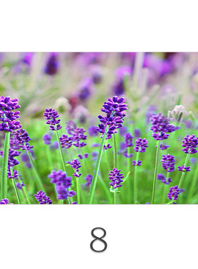 唯美现代艺术风微喷装饰画画芯