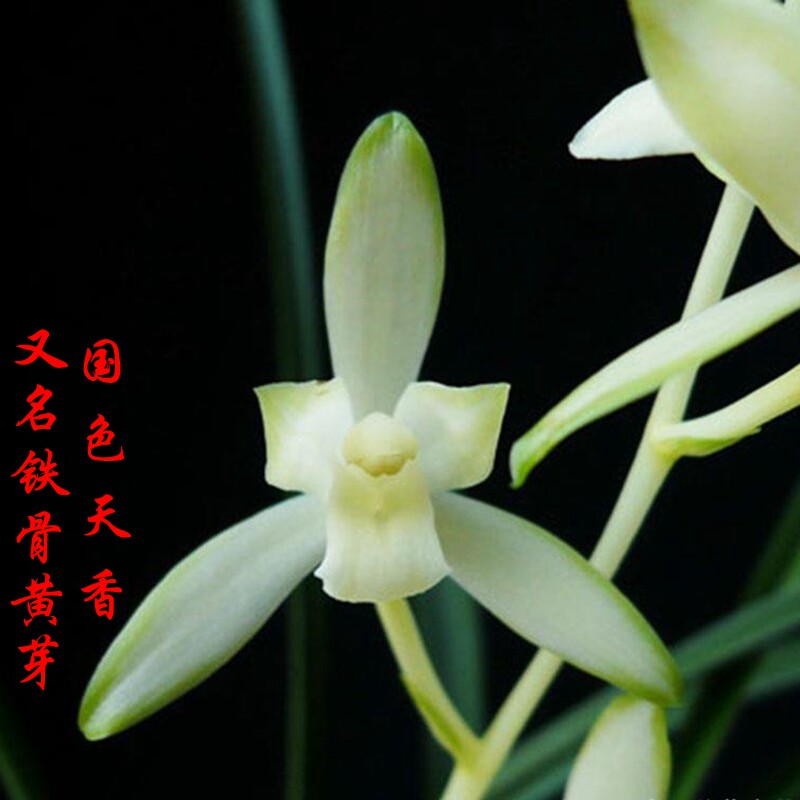 客厅兰花建兰秋兰铁骨素/国色天香老种容易养天香素发芽率高_虎窝淘