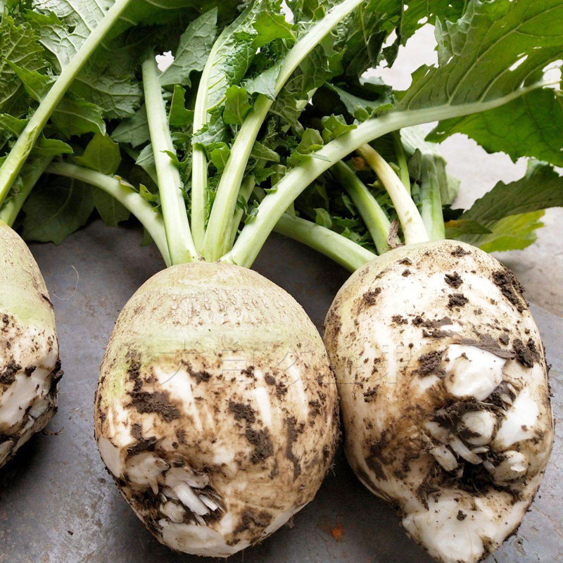 光头芥菜种子两道眉芥菜头种籽辣疙瘩腌渍咸菜秋冬季高产蔬菜种孑