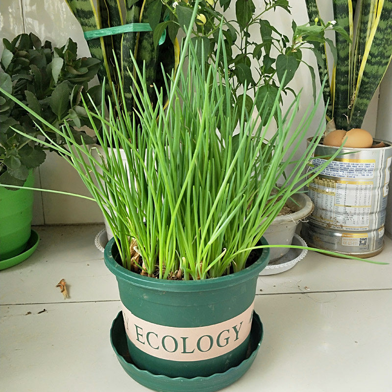 小葱种子香葱种籽四季葱苗红葱头种籽火葱籽阳台盆栽菜种籽孑蔬菜