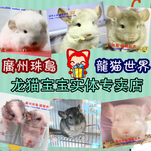 进口龙猫宝宝 长毛  标灰 米色 银斑 粉白  紫灰 广州欢迎到店挑 - 图0