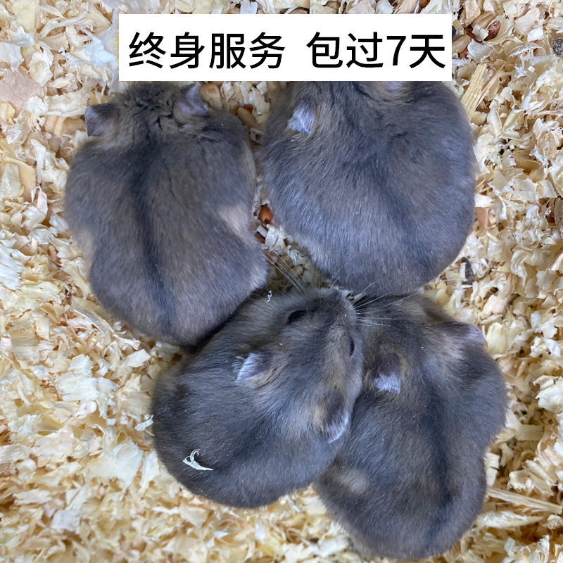 侏儒三线紫仓仓鼠公母的小仓鼠宠物网红苍鼠类小宠物小型好养,淘宝优惠券,粉丝福利购,淘宝优惠卷