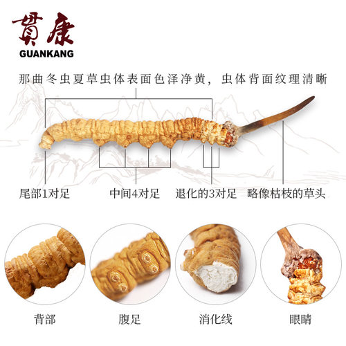 4条1克西藏那曲虫草冬虫夏草正品新鲜头期虫草正宗虫草贯康 - 图1