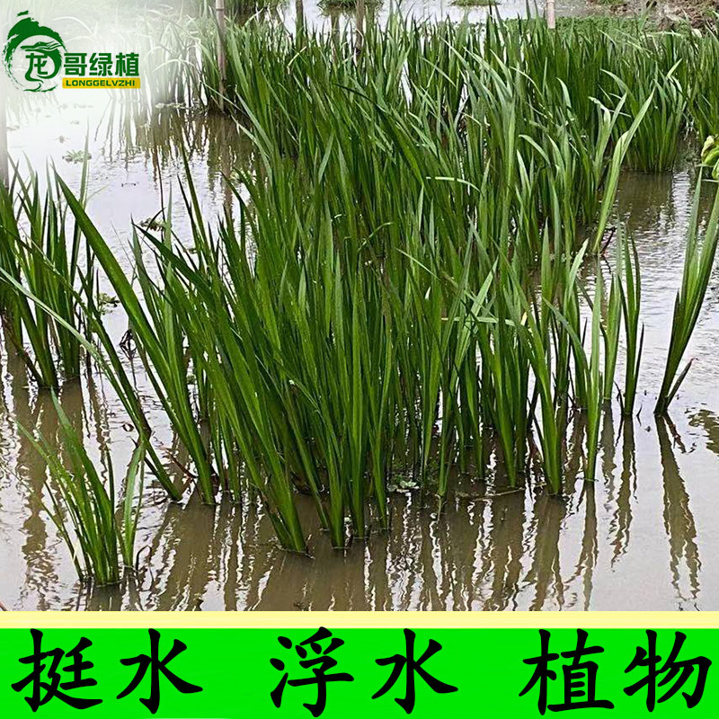 龙哥绿植 水菖蒲 紫芋 狐尾藻水草 水竹 旱伞草 浮萍水生挺水植物 - 图1