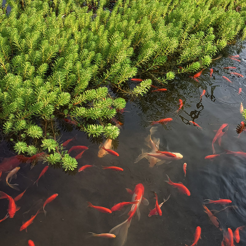 龙哥绿植 水菖蒲 紫芋 狐尾藻水草 水竹 旱伞草 浮萍水生挺水植物 - 图0