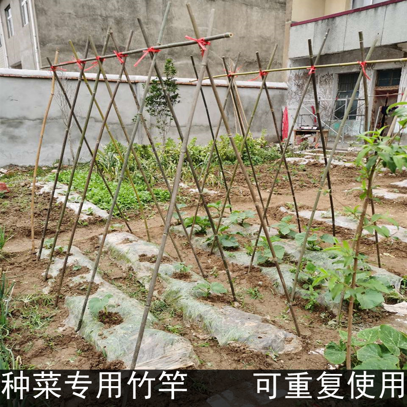 竹竿菜园搭架黄瓜豆角西红柿辣椒搭架蔬菜爬藤架子彩旗旗杆竹竿舞_虎窝淘